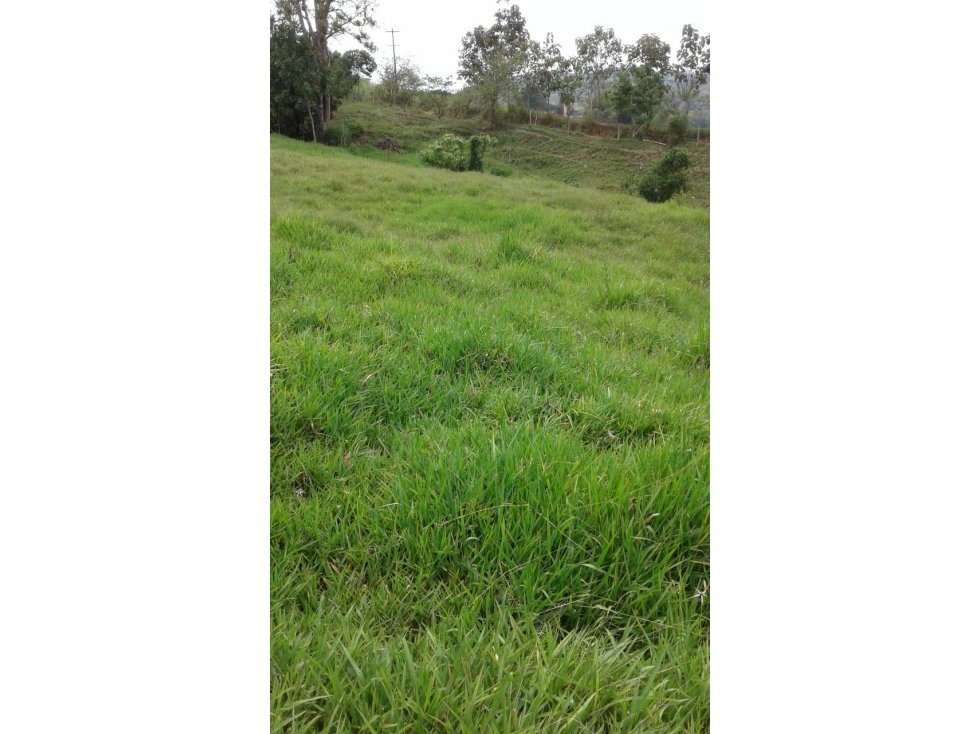 VENDO LOTE 7000 M2 EN CERRITOS FRENTE AL HILTON PEREIRA