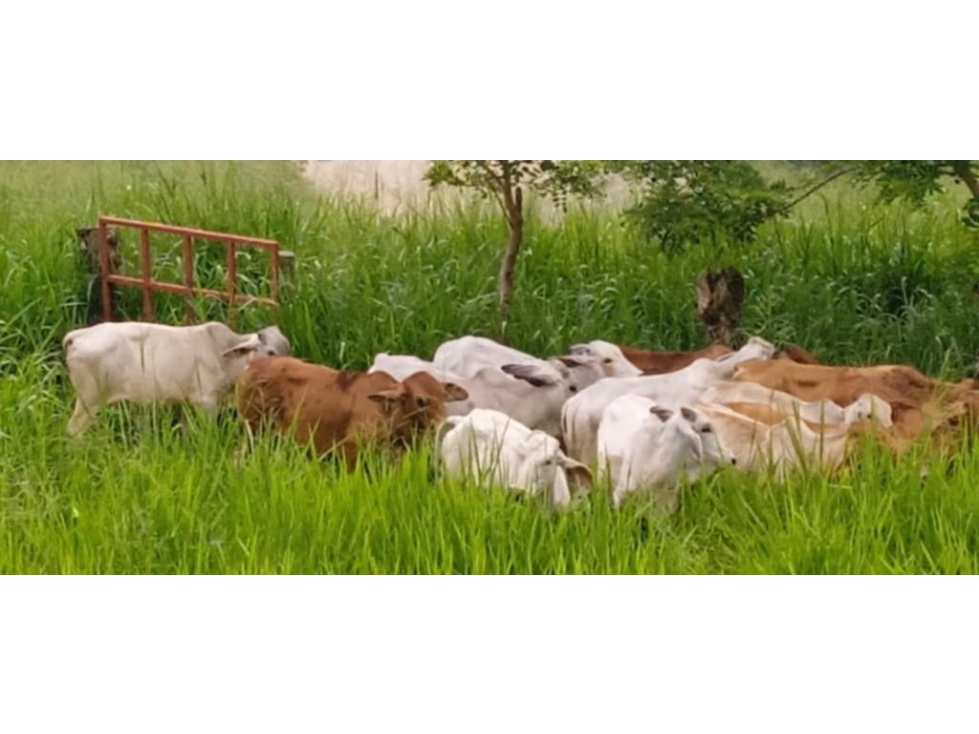 VENDO FINCA GANADERA 900 CUADRAS EN AGUADAS CALDAS - 6