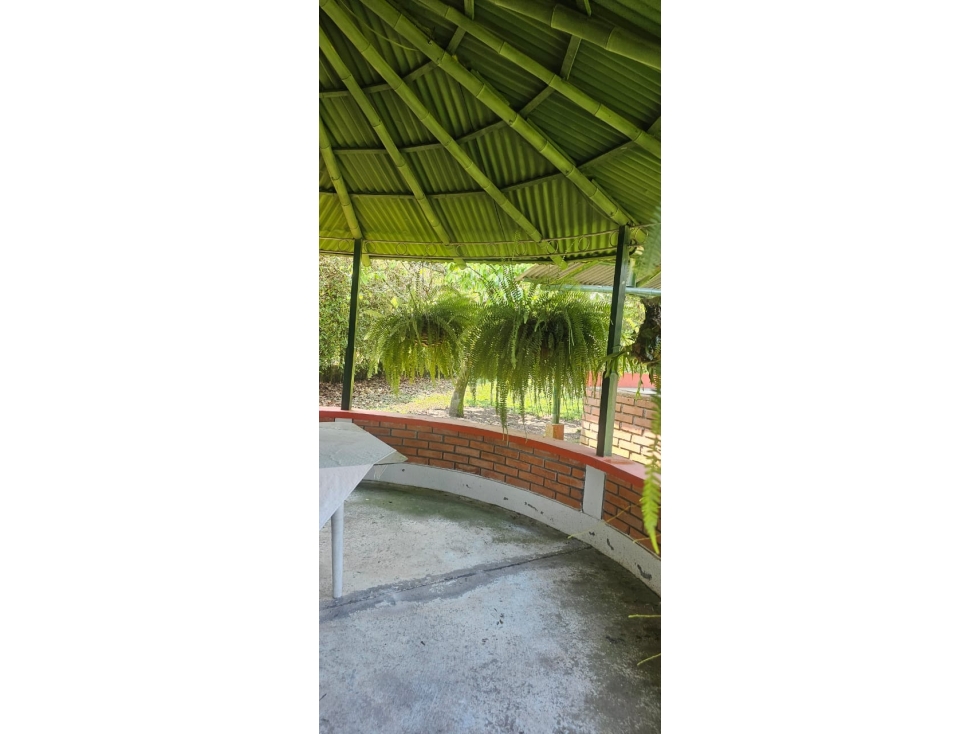 VENDO FINCA 4 CUADRAS Y MEDIA POR EL BAJO ESPAÑOL, CHINCHINA — foto 5
