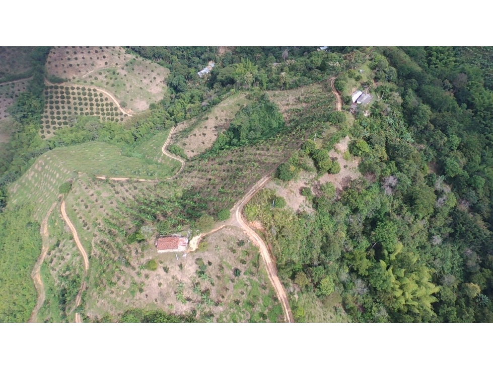 VENDO FINCA PRODUCTIVA 30 HAS (43 CUADRAS) POR BALBOA RISARALDA - 6