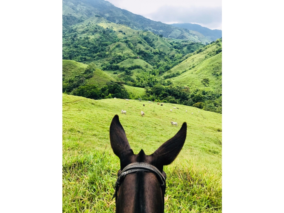 VENDO FINCA GANADERA 906 CUADRAS POR IRRA (QUINCHIA, RISARALDA) - 3