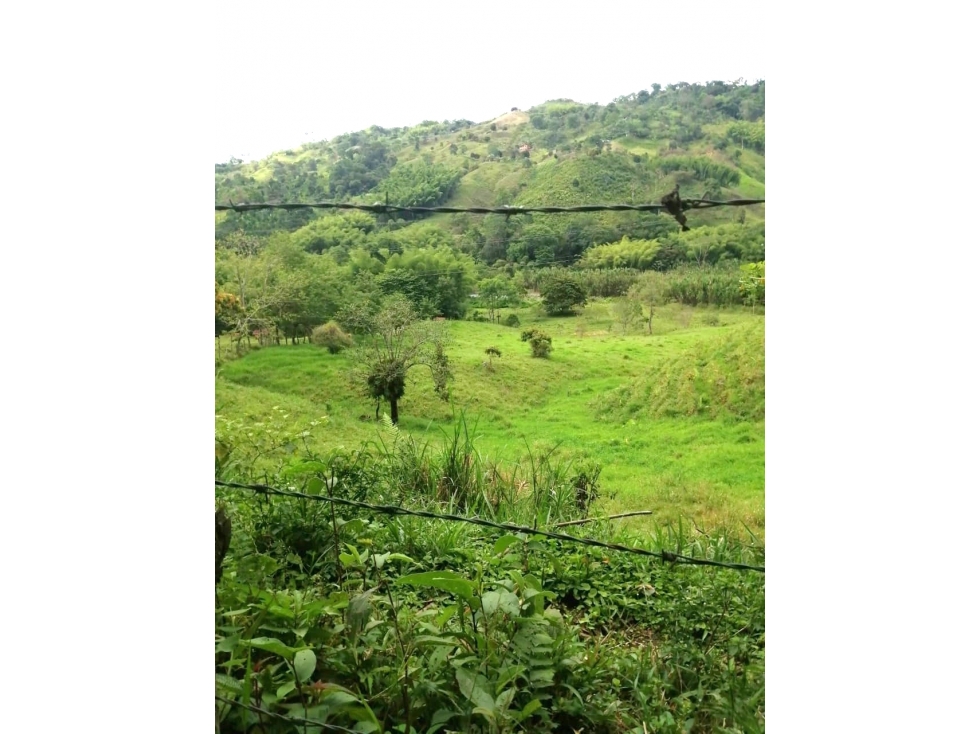 VENDO FINCA CON PISCICULTURA, CACAO Y PASTOS 18 Cds CHINCHINA
