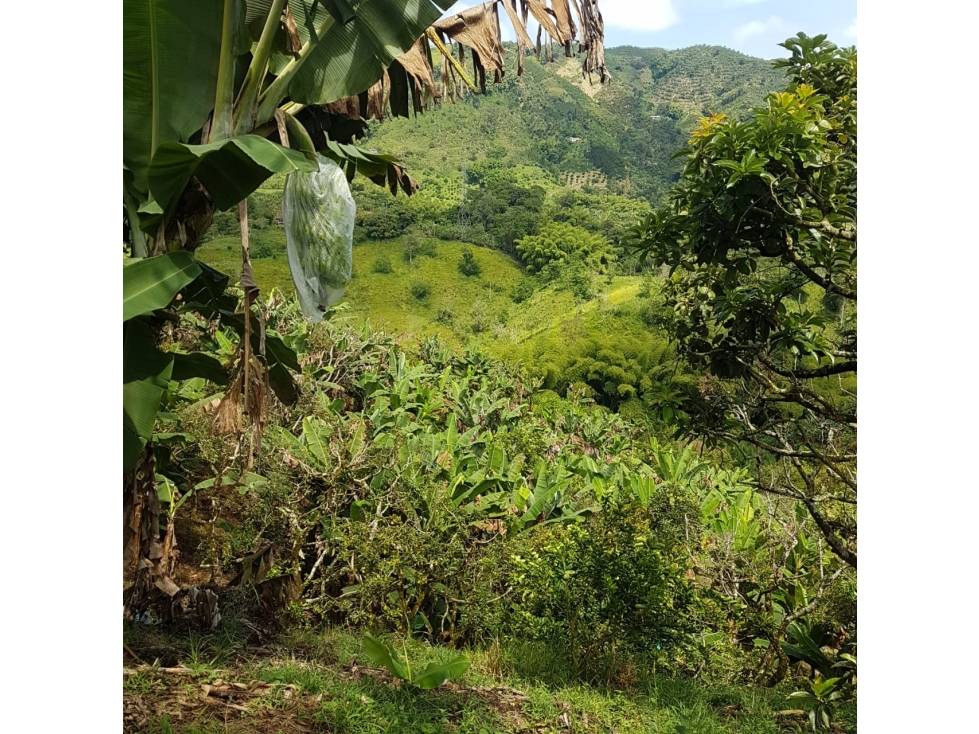 VENDO FINCA PRODUCTIVA 12 CUADRAS CHINCHINA EL TREBOL — foto 4