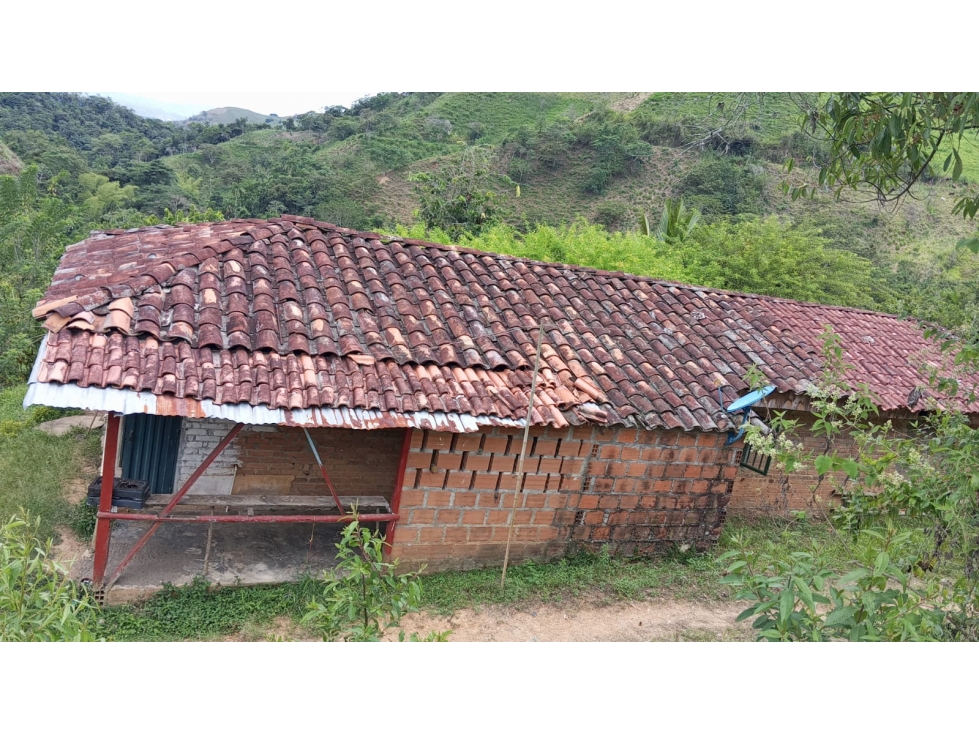 VENDO FINCA PRODUCTIVA 30 HAS (43 CUADRAS) POR BALBOA RISARALDA - 4