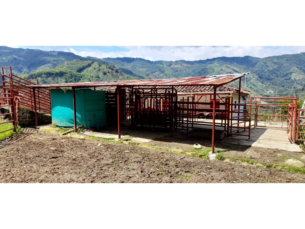 VENDO FINCA GANADERA DE 135 Cdas POR LA TESALIA, MANIZALES — foto 6
