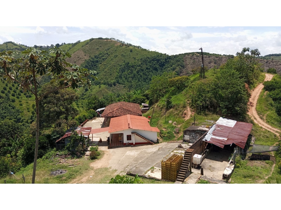VENDO FINCA PRODUCTIVA 30 HAS (43 CUADRAS) POR BALBOA RISARALDA - 3