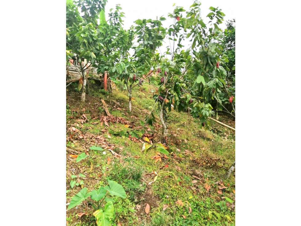 VENDO FINCA CON PISCICULTURA, CACAO Y PASTOS 18 Cds CHINCHINA — foto 4