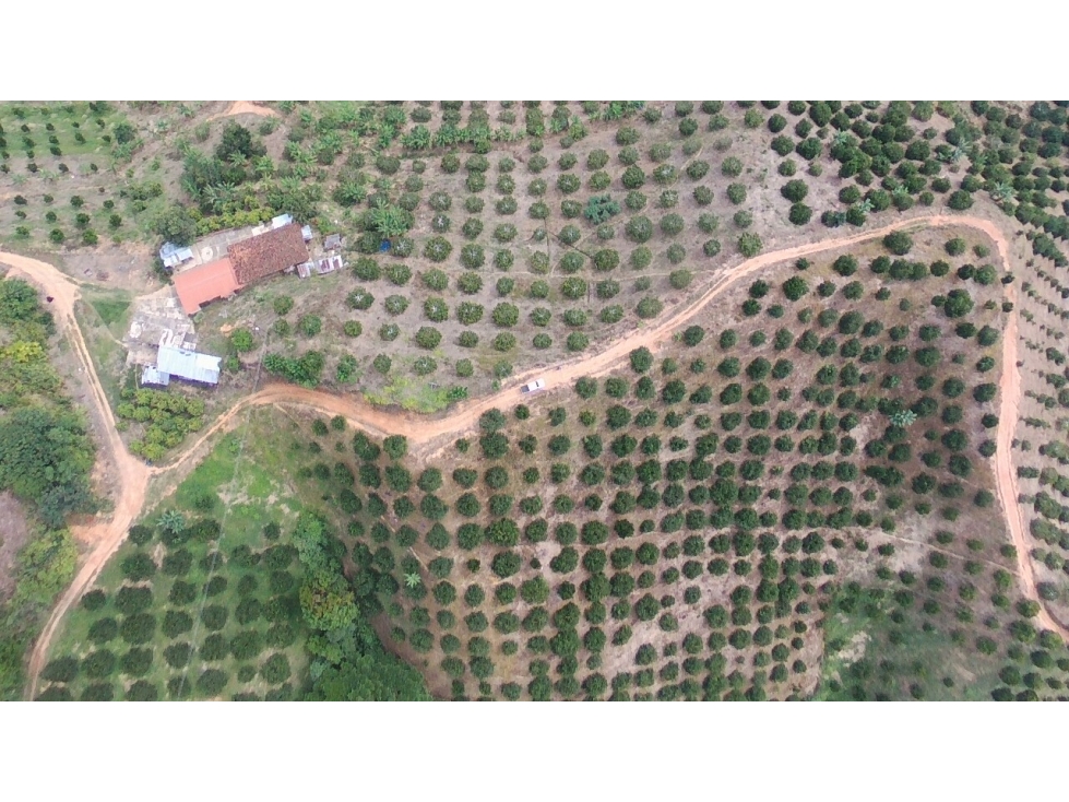 VENDO FINCA PRODUCTIVA 30 HAS (43 CUADRAS) POR BALBOA RISARALDA - 1