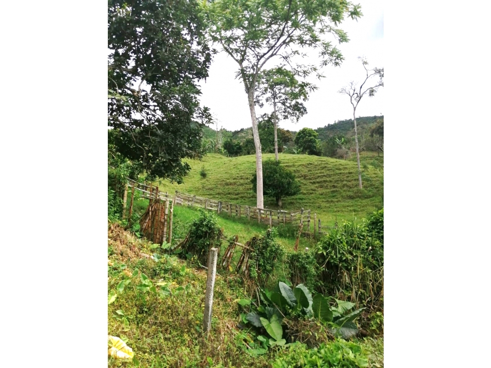 VENDO FINCA CON PISCICULTURA, CACAO Y PASTOS 18 Cds CHINCHINA — foto 5