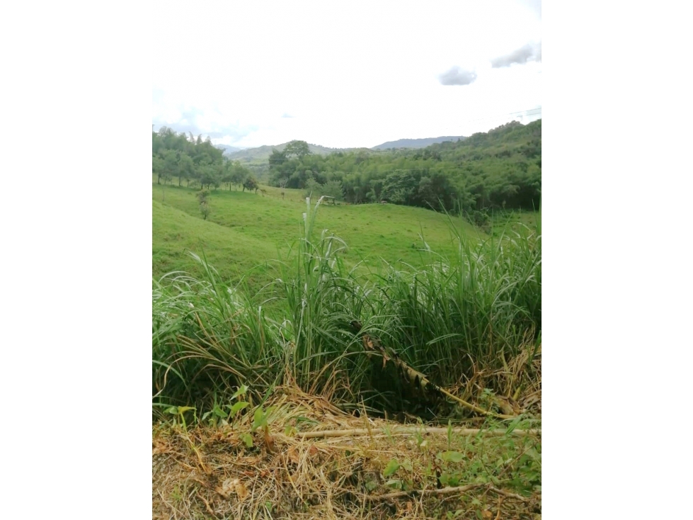 VENDO FINCA CON PISCICULTURA, CACAO Y PASTOS 18 Cds CHINCHINA — foto 3