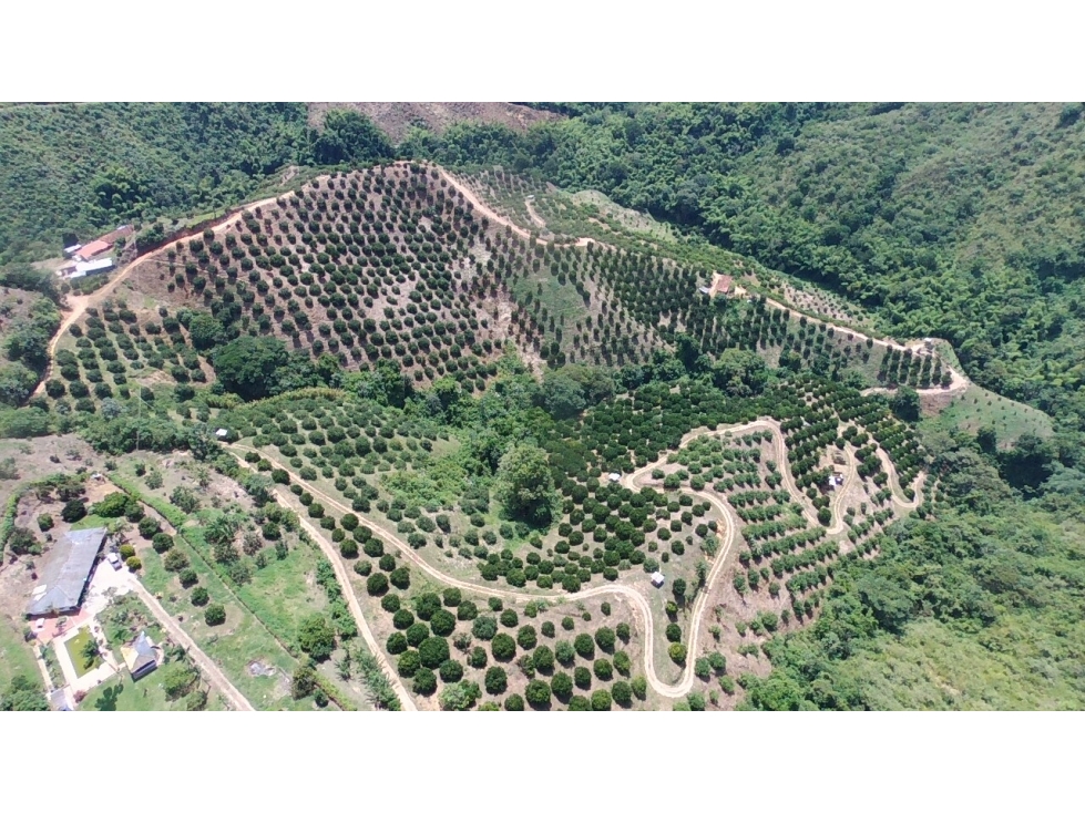 VENDO FINCA PRODUCTIVA 30 HAS (43 CUADRAS) POR BALBOA RISARALDA - 5