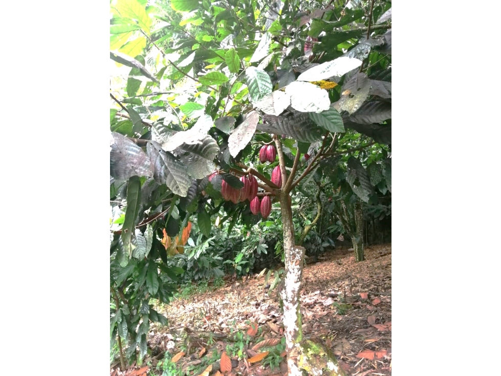 VENDO FINCA CON PISCICULTURA, CACAO Y PASTOS 18 Cds CHINCHINA — foto 2