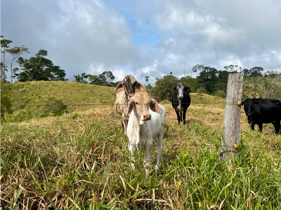 VENDO FINCA GANADERA 88 HECTAREAS EN NORCASIA, CALDAS - 2