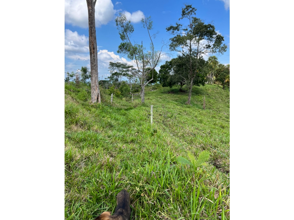 VENDO FINCA GANADERA 88 HECTAREAS EN NORCASIA, CALDAS - 1