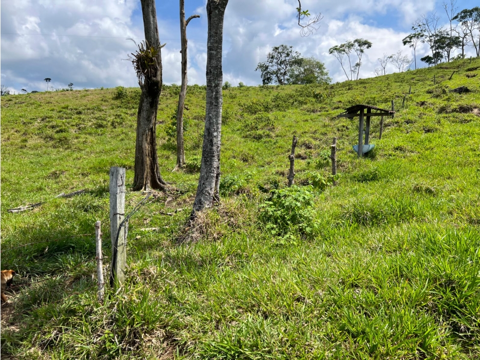 VENDO FINCA GANADERA 88 HECTAREAS EN NORCASIA, CALDAS - 5