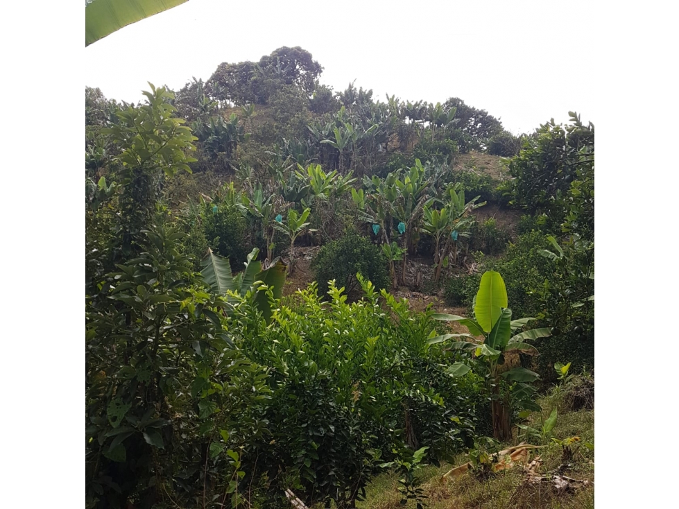 VENDO FINCA PRODUCTIVA 12 CUADRAS CHINCHINA EL TREBOL — foto 6