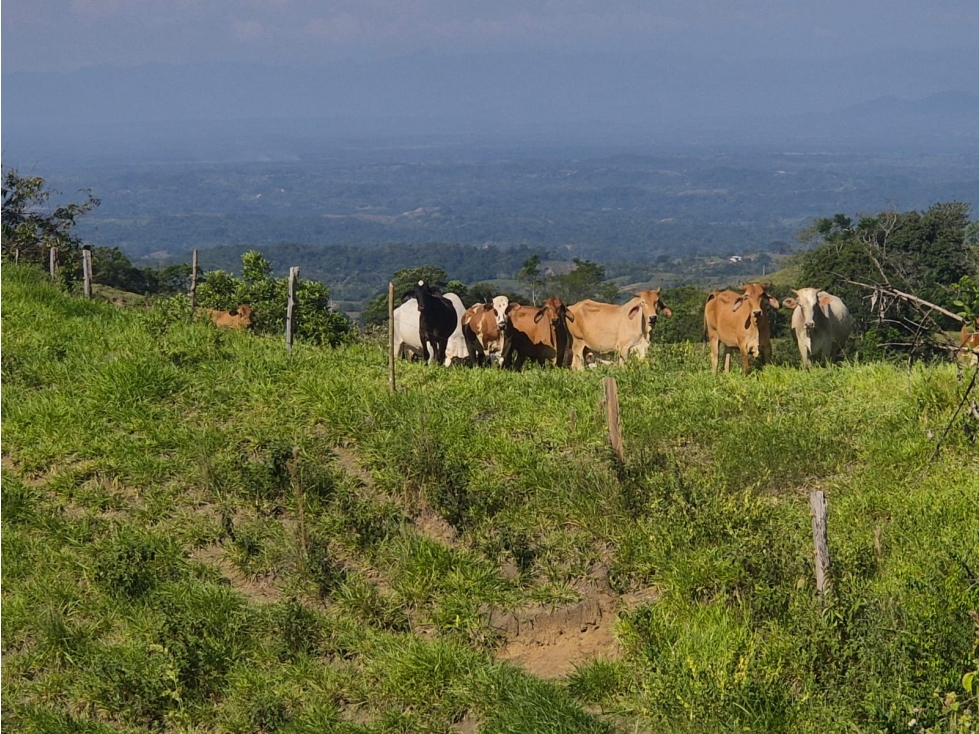 VENDO FINCA GANADERA 88 HECTAREAS EN NORCASIA, CALDAS - 3