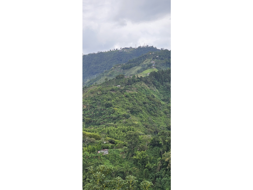 VENDO FINCA 11058 MTS CULTIVABLE EN LA QUIEBRA VELEZ CALDAS — foto 4