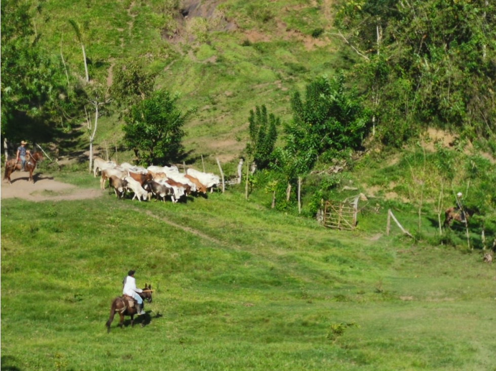 VENDO FINCA GANADERA 906 CUADRAS POR IRRA (QUINCHIA, RISARALDA) - 5