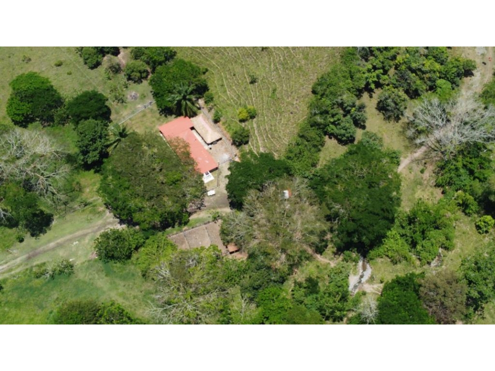 VENDO FINCA GANADERA 670 CUADRAS MANIZALES LA TESALIA — foto 5