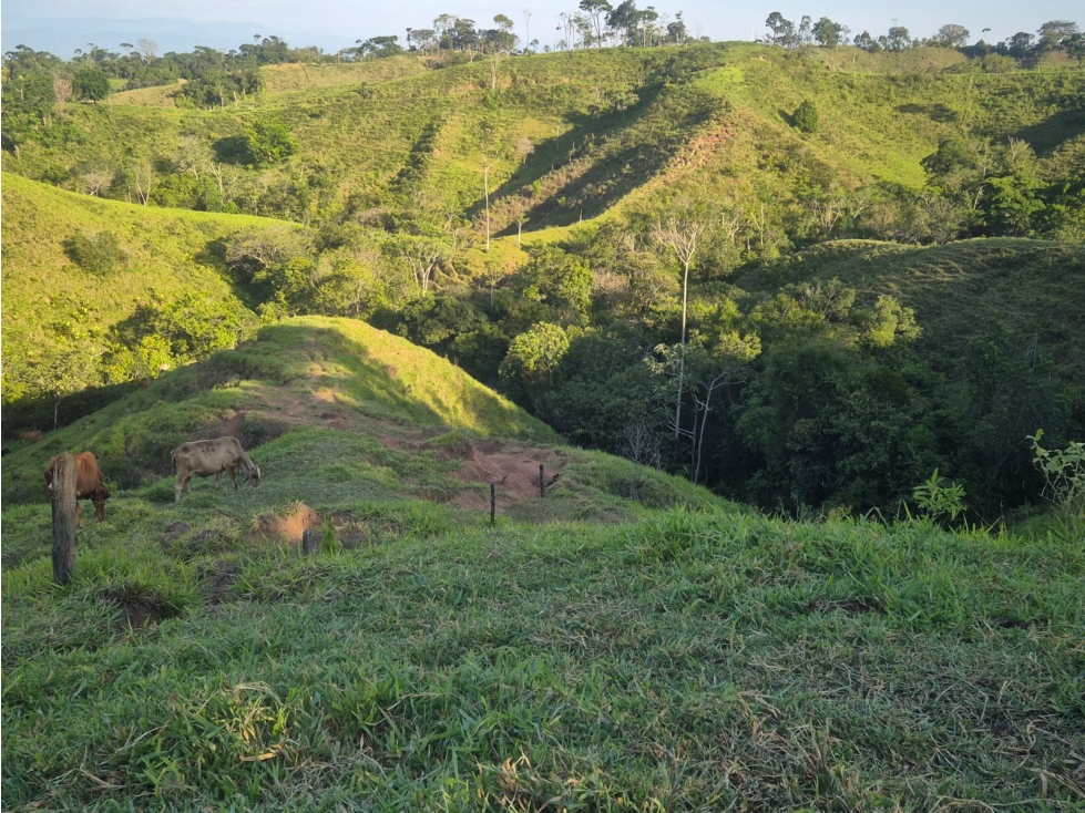 VENDO FINCA GANADERA 88 HECTAREAS EN NORCASIA, CALDAS - 4