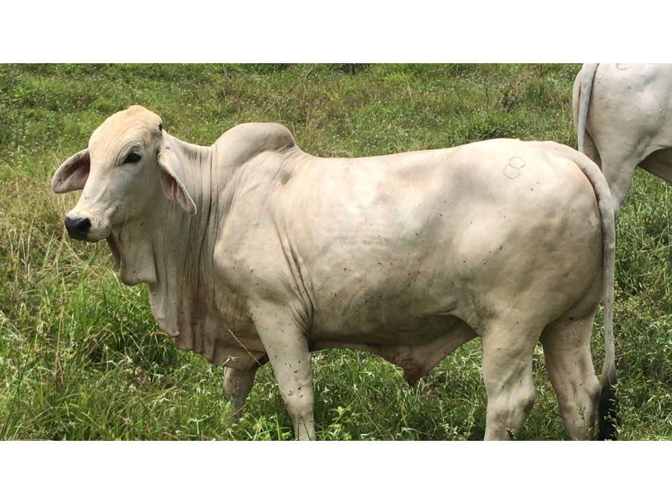 VENDO FINCA GANADERA 906 CUADRAS POR IRRA (QUINCHIA, RISARALDA) - 6