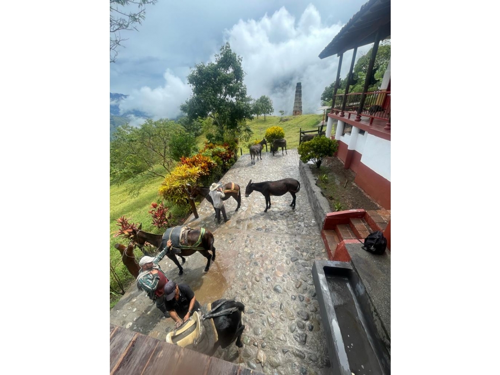 VENDO FINCA GANADERA 900 CUADRAS EN AGUADAS CALDAS - 2