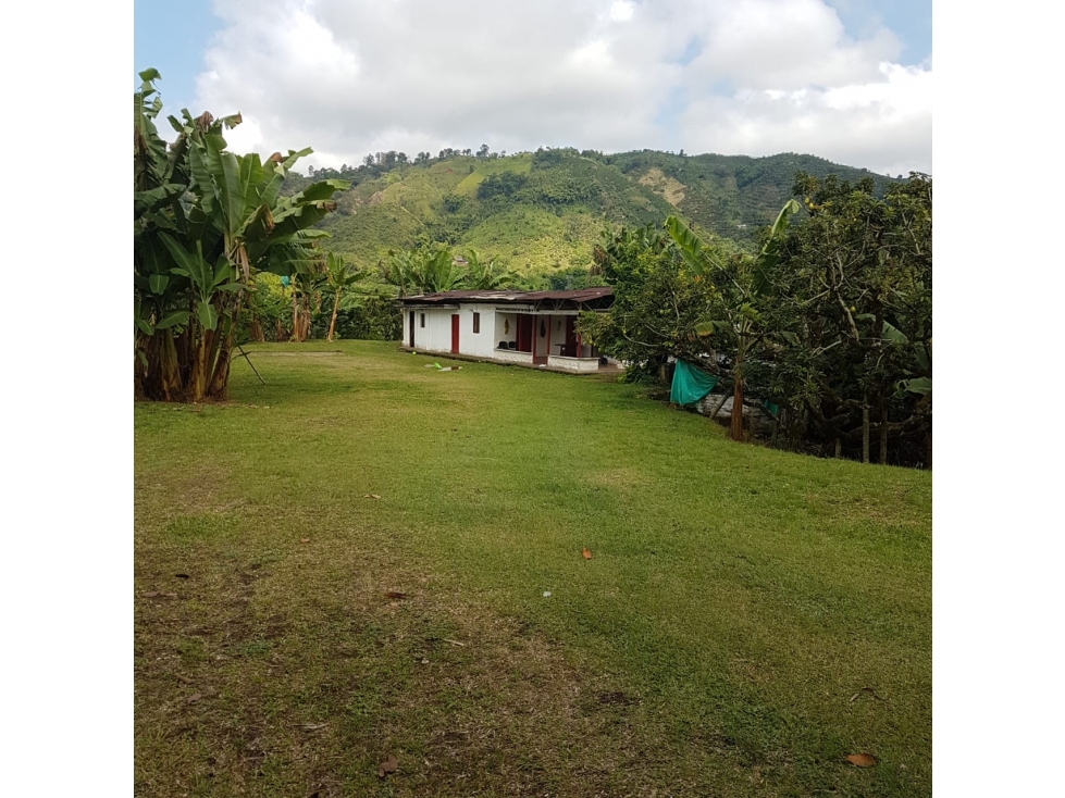 VENDO FINCA PRODUCTIVA 12 CUADRAS CHINCHINA EL TREBOL