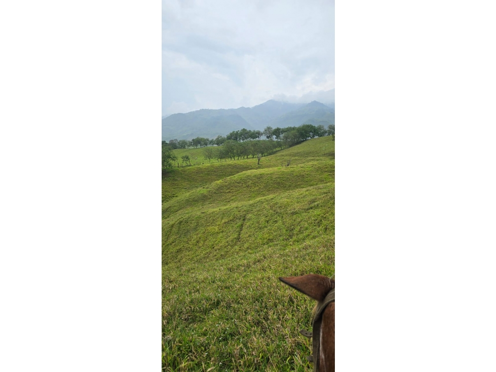 VENDO FINCA GANADERA 258 CUADRAS SECTOR KM 41 MANIZALES — foto 4