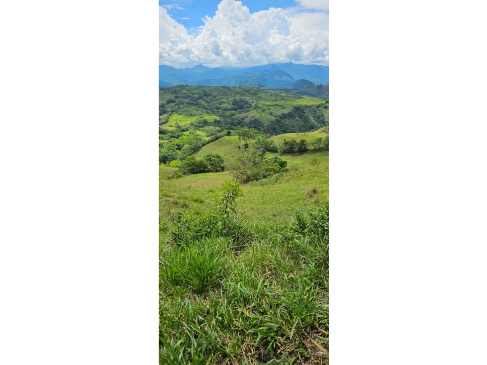 VENDO FINCA 50 CUADRAS POR FILADELFIA CALDAS - 1