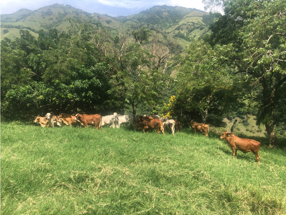 VENDO FINCA GANADERA 900 CUADRAS EN AGUADAS CALDAS - 1
