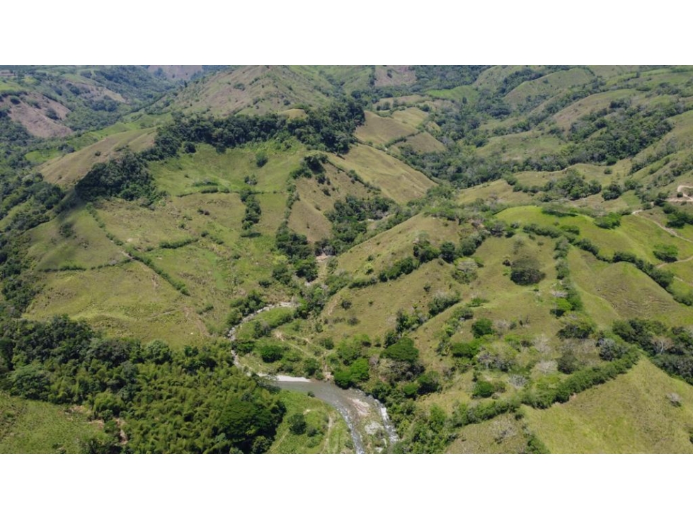 VENDO FINCA GANADERA 670 CUADRAS MANIZALES LA TESALIA — foto 6