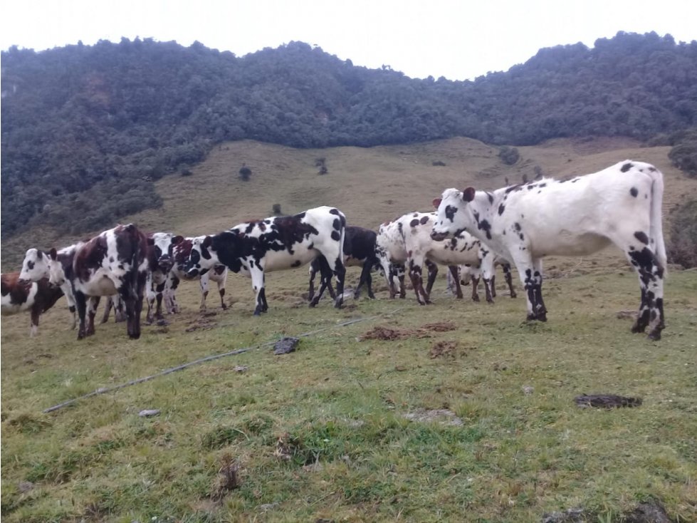 VENDO FK GANADERA 322 Has MANIZALES CERCA KM 8 LETRAS — foto 6