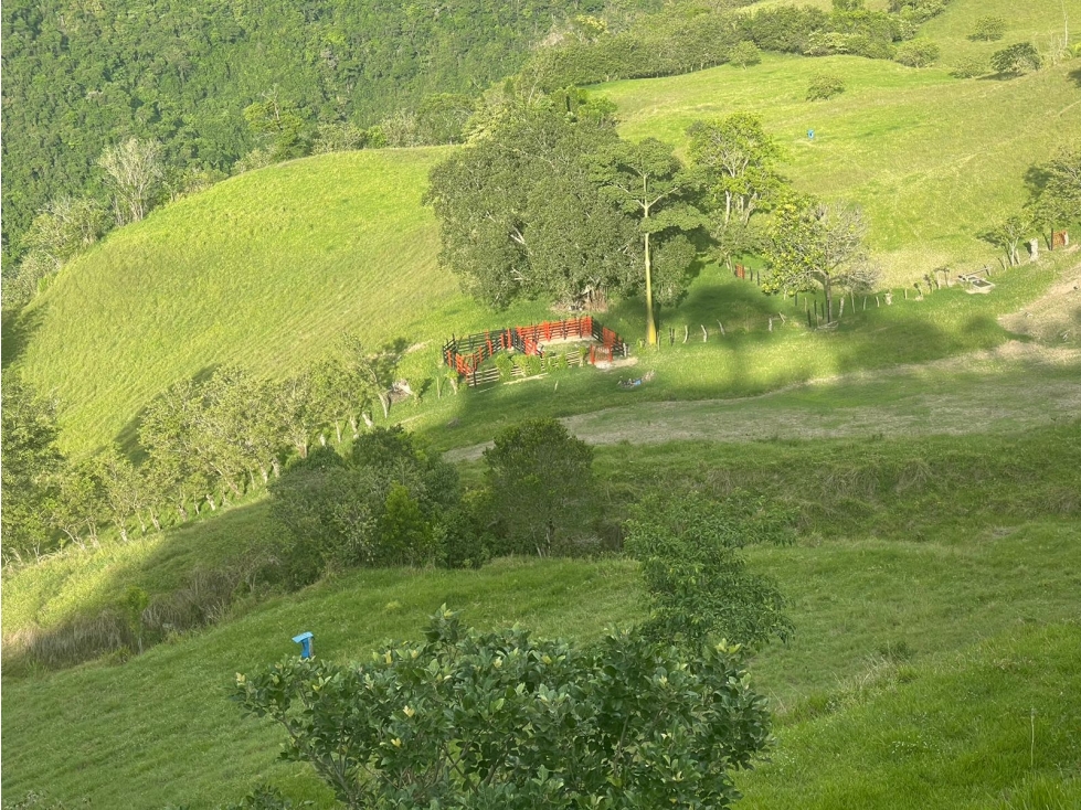 VENDO FINCA GANADERA 900 CUADRAS EN AGUADAS CALDAS - 3