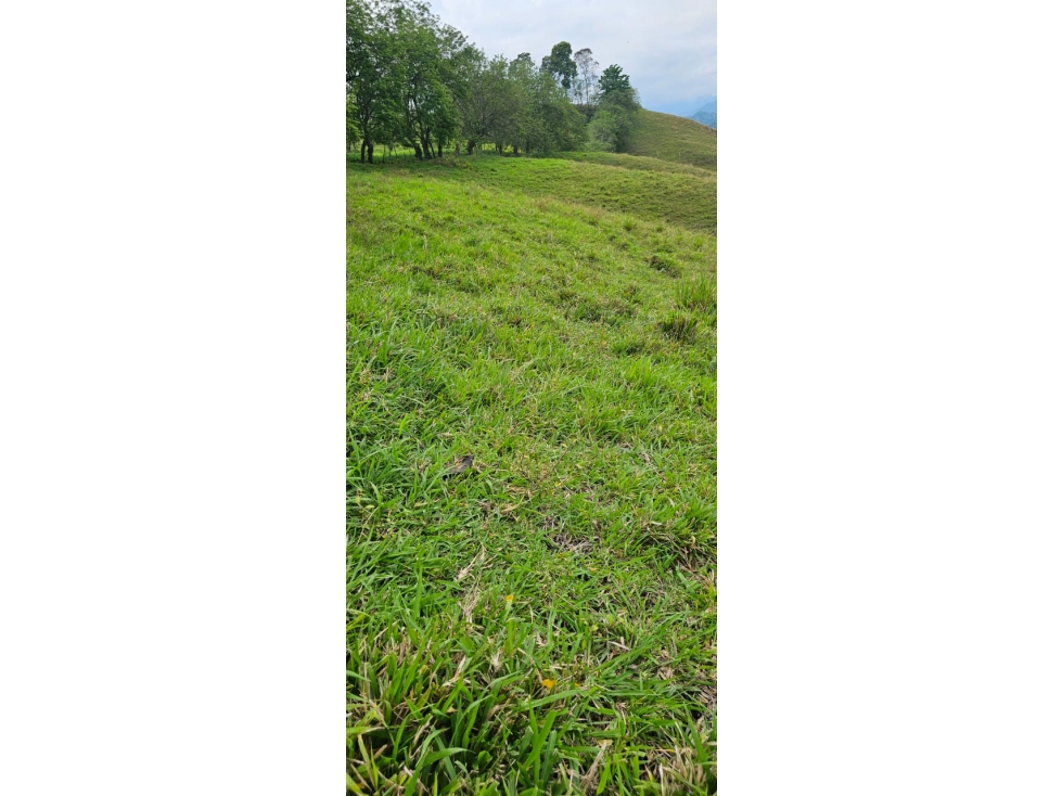 VENDO FINCA GANADERA 258 CUADRAS SECTOR KM 41 MANIZALES — foto 5