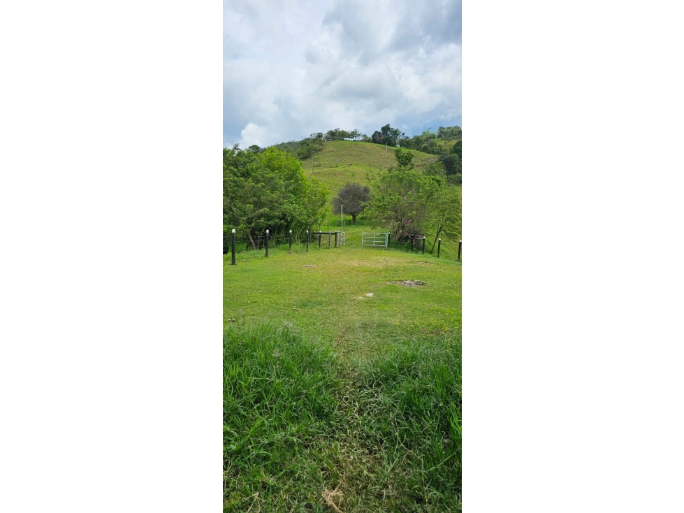 VENDO FINCA 50 CUADRAS POR FILADELFIA CALDAS - 5