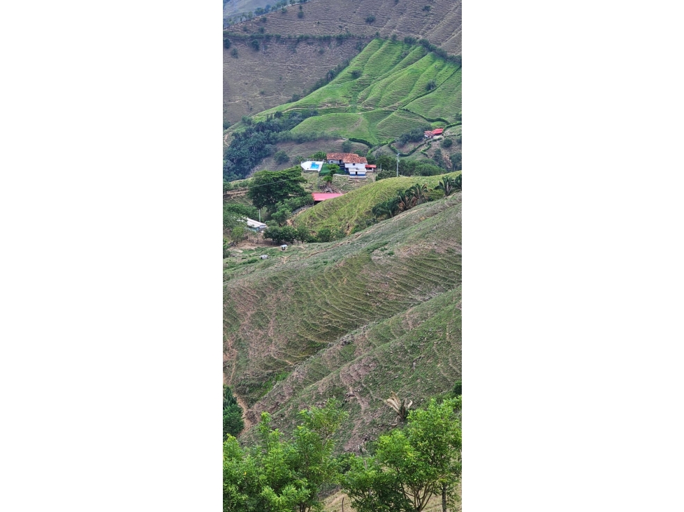 VENDO FINCA GANADERA 430 CUADRAS KM 41 VIA LA FELISA, MANIZALES — foto 4