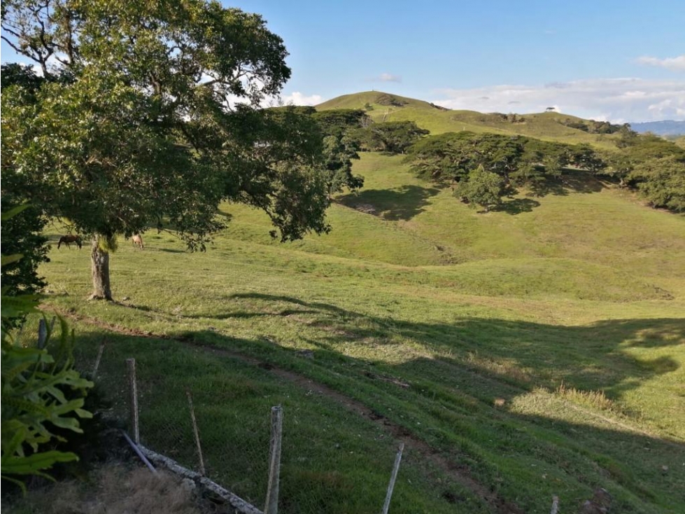 VENDO FINCA GANADERA 622 CUADRAS POR SEVILLA VALLE - 6