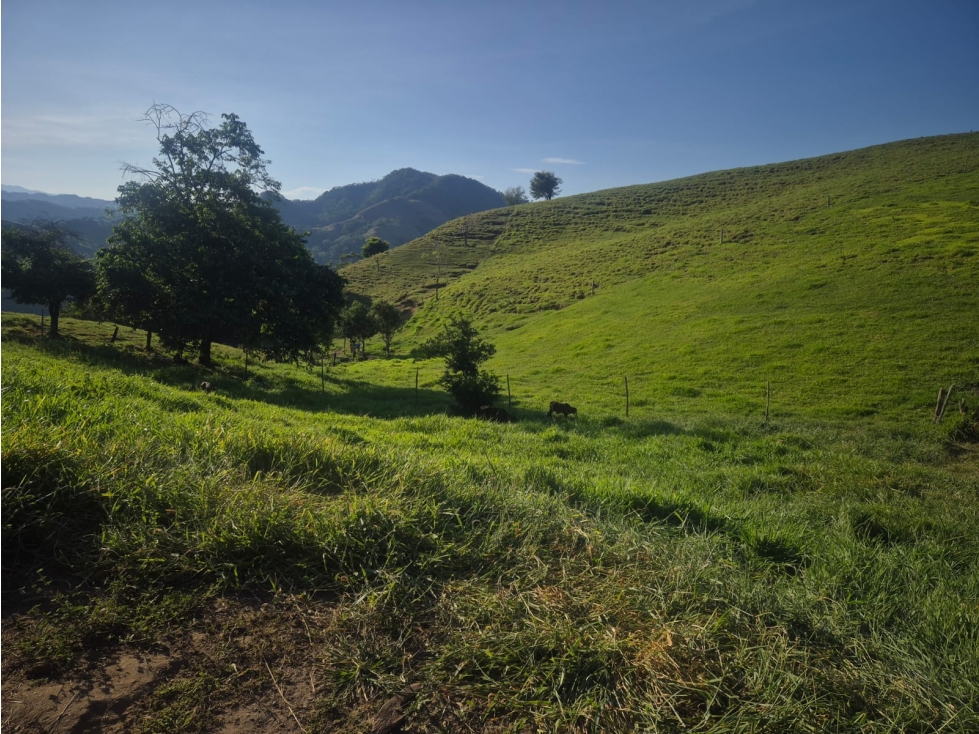 VENDO FINCA GANADERA 88 HECTAREAS EN NORCASIA, CALDAS - 6