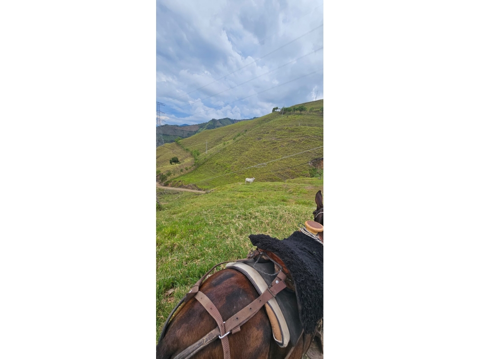 VENDO FINCA GANADERA 430 CUADRAS KM 41 VIA LA FELISA, MANIZALES — foto 6