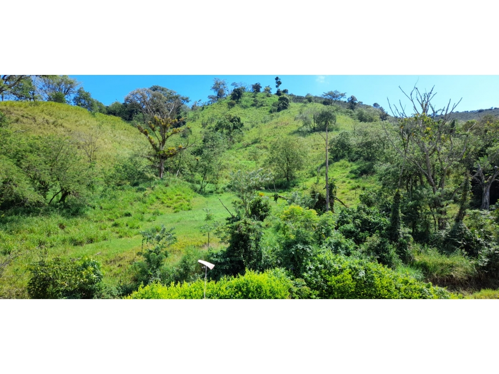 VENDO FINCA GANADERA DE 135 Cdas POR LA TESALIA, MANIZALES