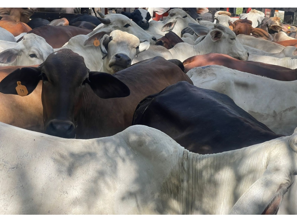 VENDO FINCA GANADERA 900 CUADRAS EN AGUADAS CALDAS - 5