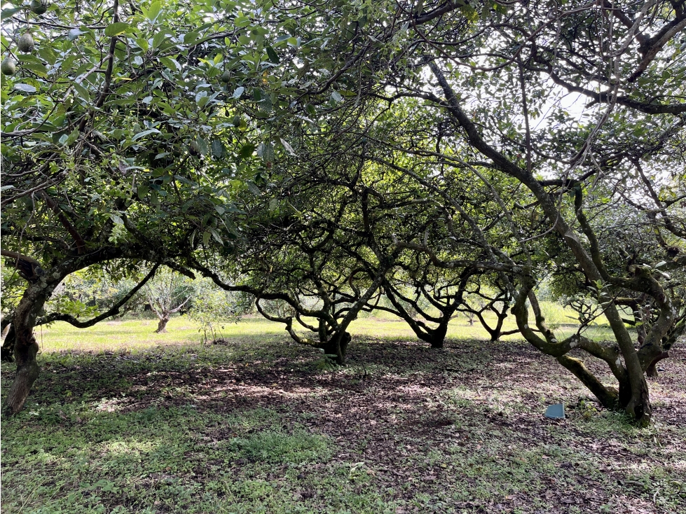 TERRENO EN VENTA EN ATEZCAPAN, VALLE DE BRAVO, HUERTA DE AGUACATES — foto 6