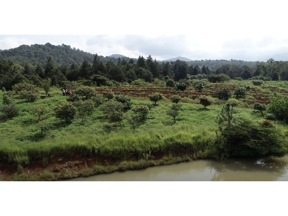 TERRENO EN VENTA CON ÁRBOLES DE AGUACATE — foto 2