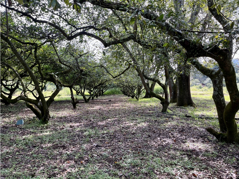 TERRENO EN VENTA EN ATEZCAPAN, VALLE DE BRAVO, HUERTA DE AGUACATES