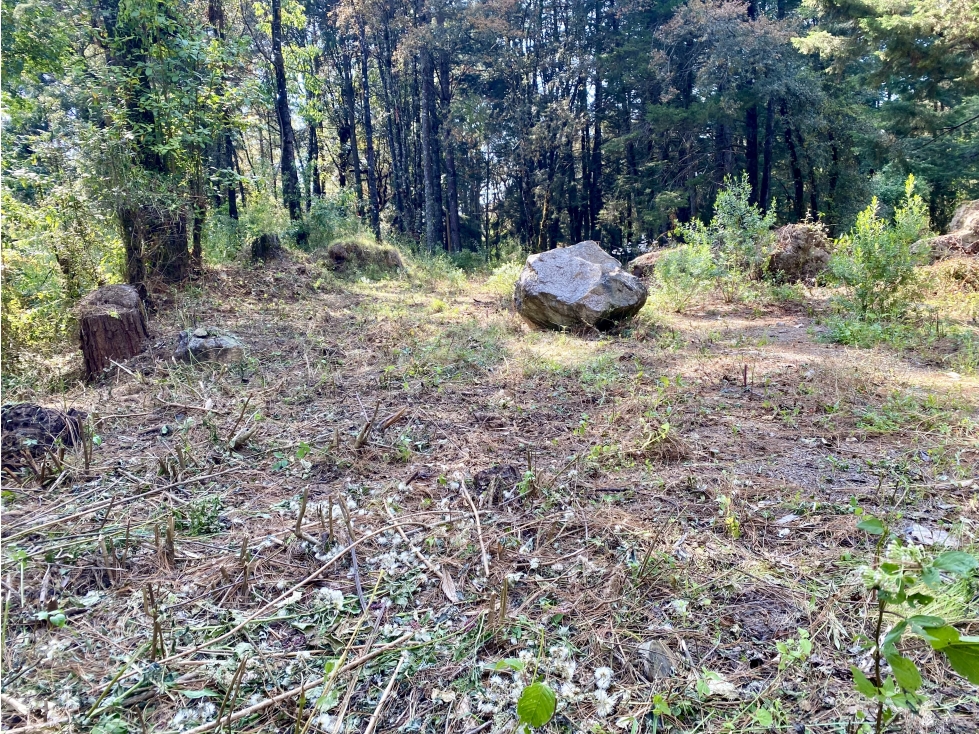 TERRENO EN VENTA | 1,500M2 | INMERSO EN EL BOSQUE — foto 5