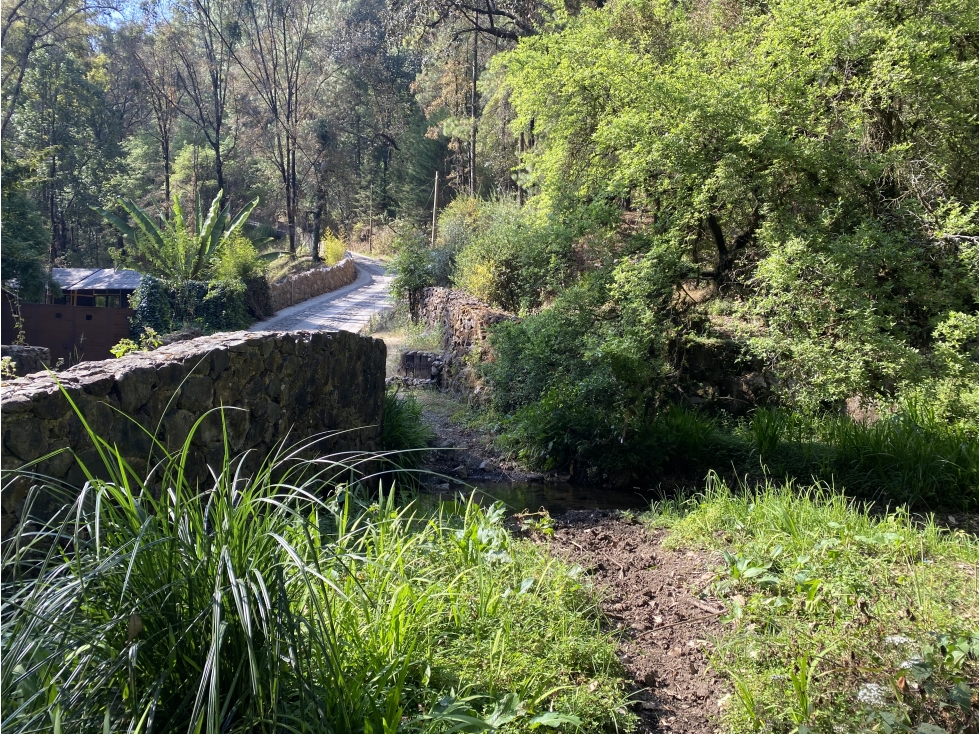 TERRENO EN VENTA | 1,500M2 | INMERSO EN EL BOSQUE — foto 3