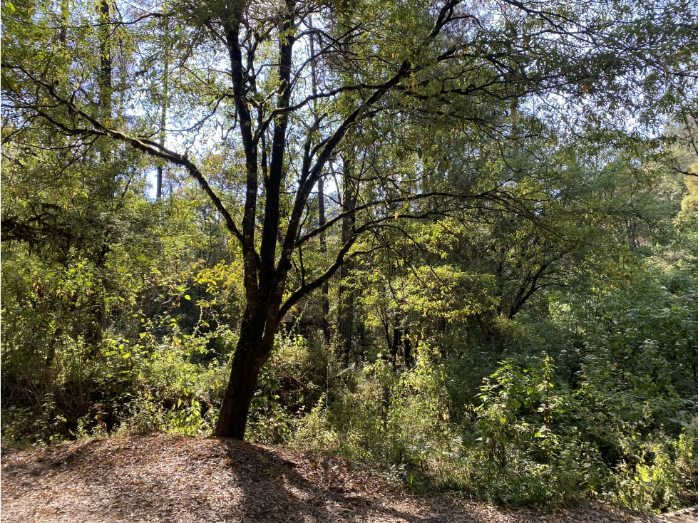 TERRENO EN VENTA | 1,500M2 | INMERSO EN EL BOSQUE