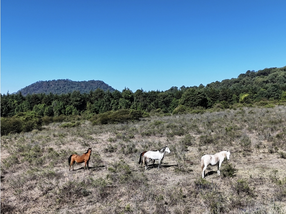 TERRENO EN VENTA | 15.19 HECTAREAS | EL MANZANO | VALLE DE BRAVO — foto 5