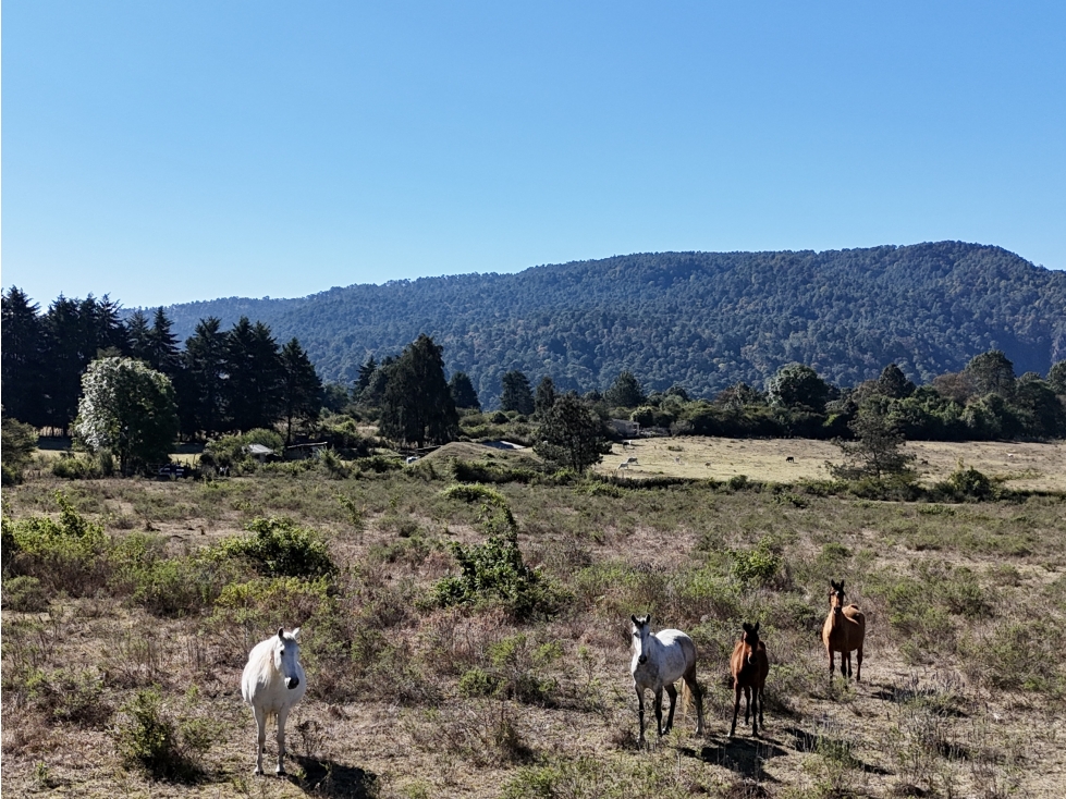 TERRENO EN VENTA | 15.19 HECTAREAS | EL MANZANO | VALLE DE BRAVO — foto 2